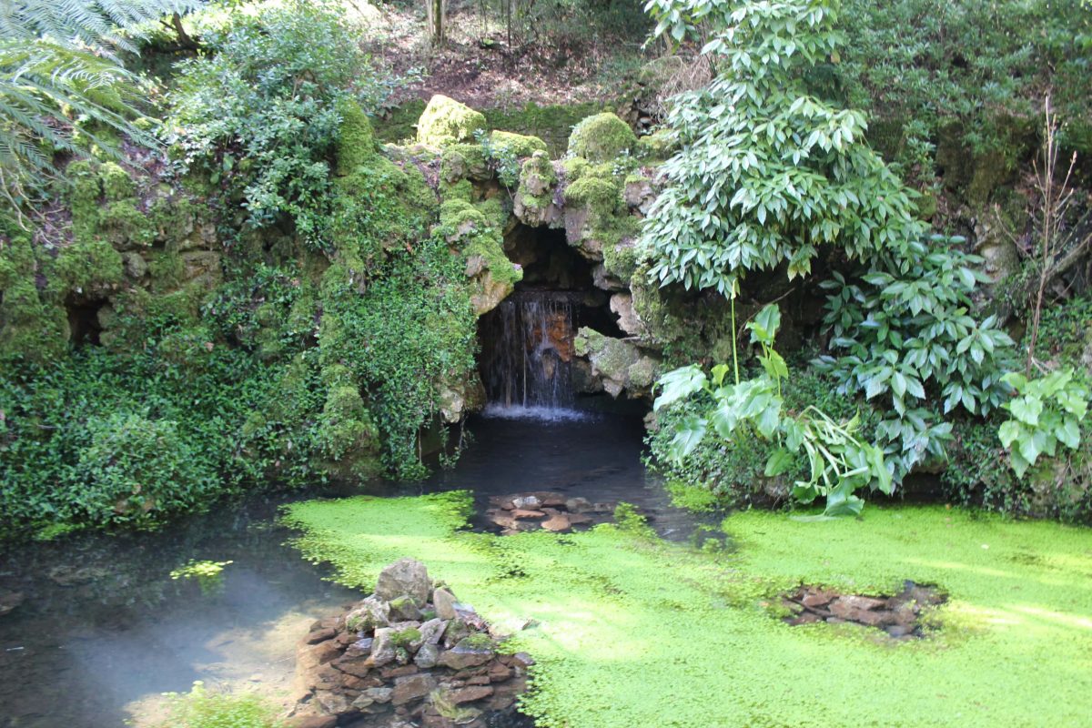 Descobrir a Mata Nacional do Bussaco