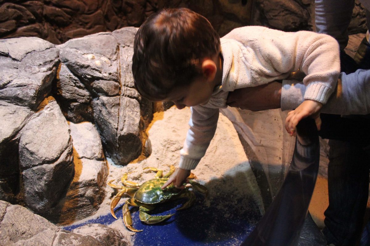 Porto com crianças - Sea Life Porto