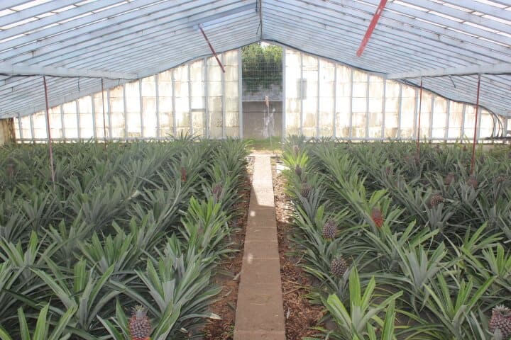 Plantação de Ananases