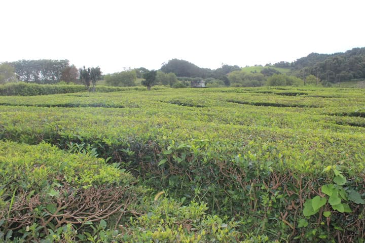 Plantações de chá