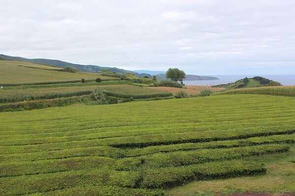 Fábricas de Chá em São Miguel