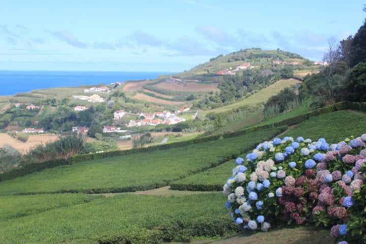 Fábrica de chá de Porto Formoso